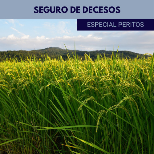 Seguro decesos (peritos)